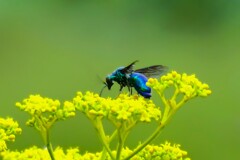 オミナエシに大青蜂