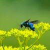 オミナエシに大青蜂