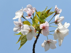大島桜