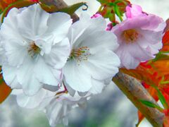 憲政会館の桜