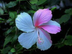 Hibiscus arnottianus