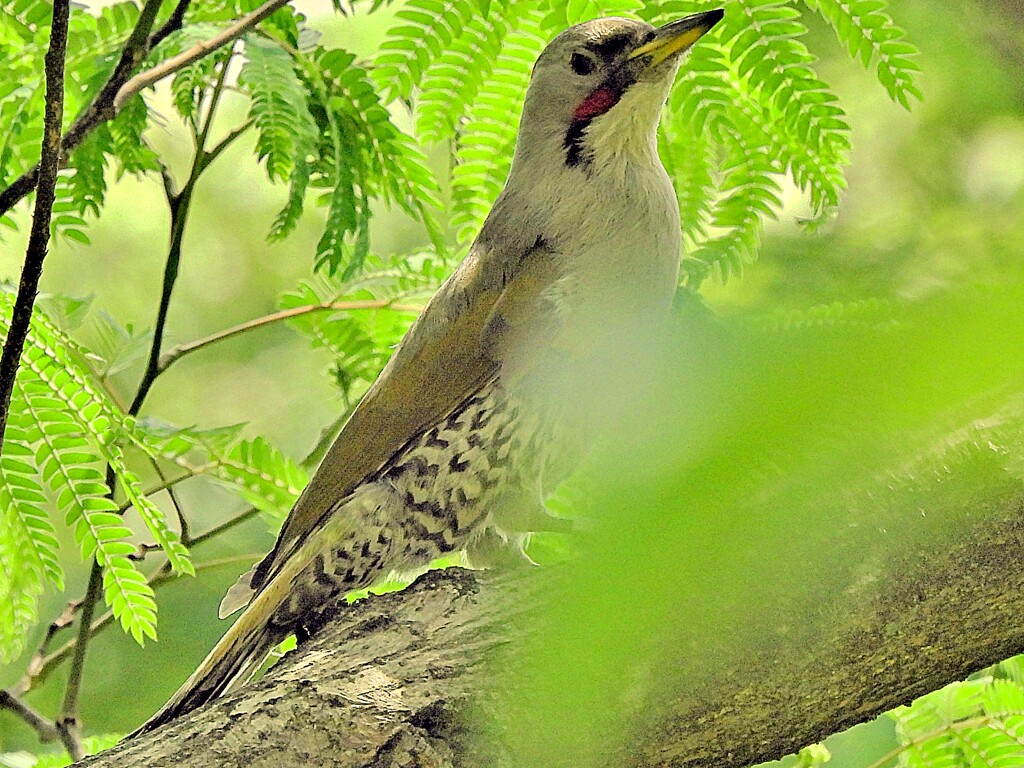 緑啄木鳥