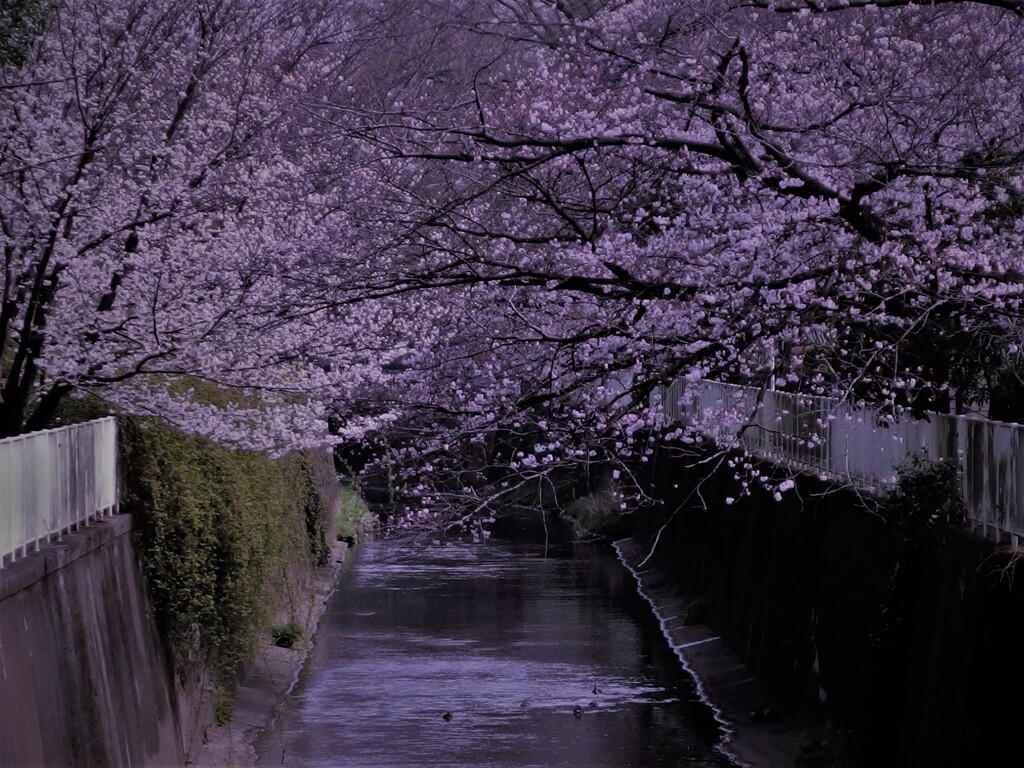 神田川の桜