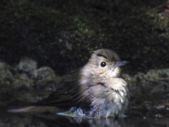 スポットライトを浴びて