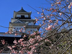 掛川城と枝垂れ梅