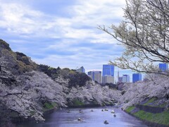 千鳥ヶ淵にて