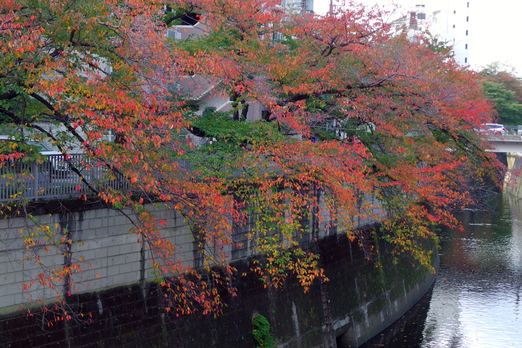 神田川桜の紅葉