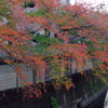 神田川桜の紅葉