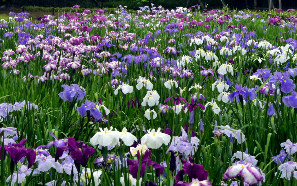 満開の花菖蒲