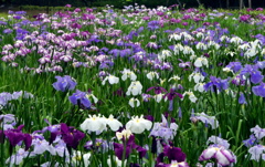 満開の花菖蒲