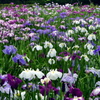 満開の花菖蒲