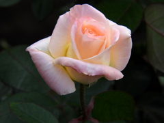 Elegant Lady