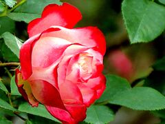 新宿御苑のバラ