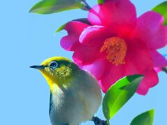 山茶花ジロー