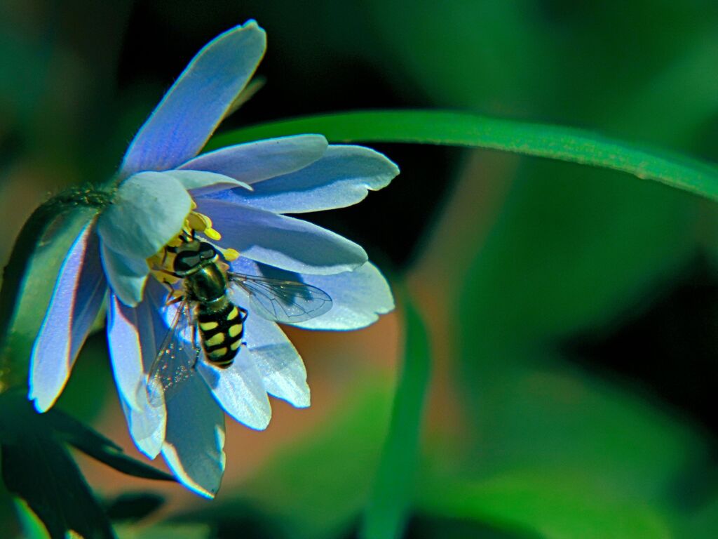 雪割一華に虻