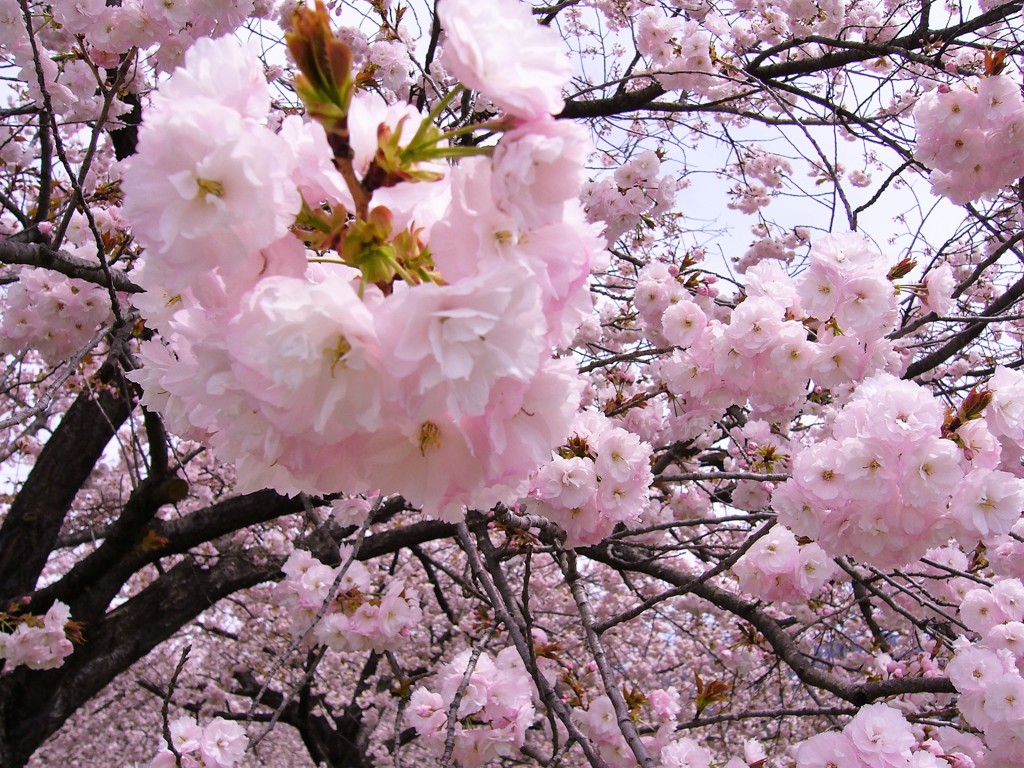 千曲川堤の一様桜