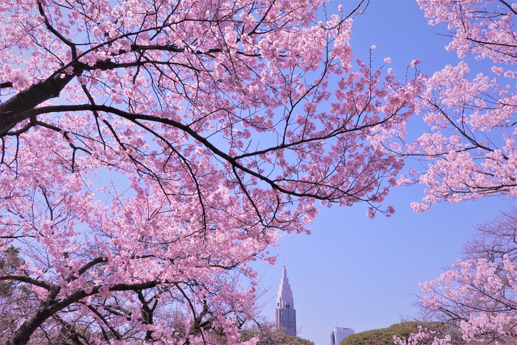 高遠小彼岸桜とドコモタワー