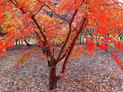武蔵野公園の紅葉. 