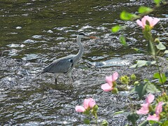 アオサギと花
