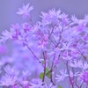 筑紫唐松