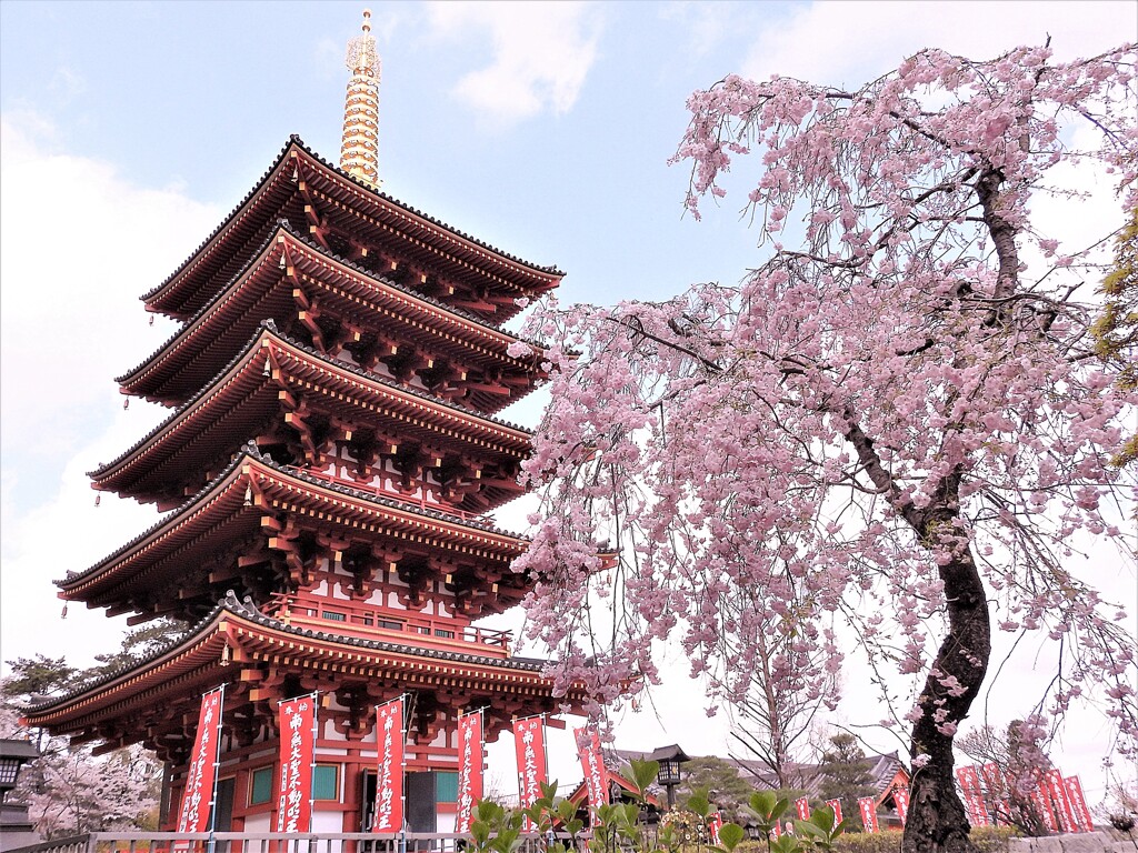 五重塔と枝垂れ桜