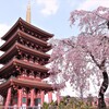 五重塔と枝垂れ桜