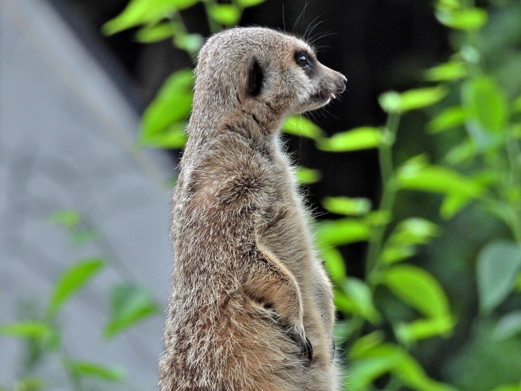 ミーアキャット