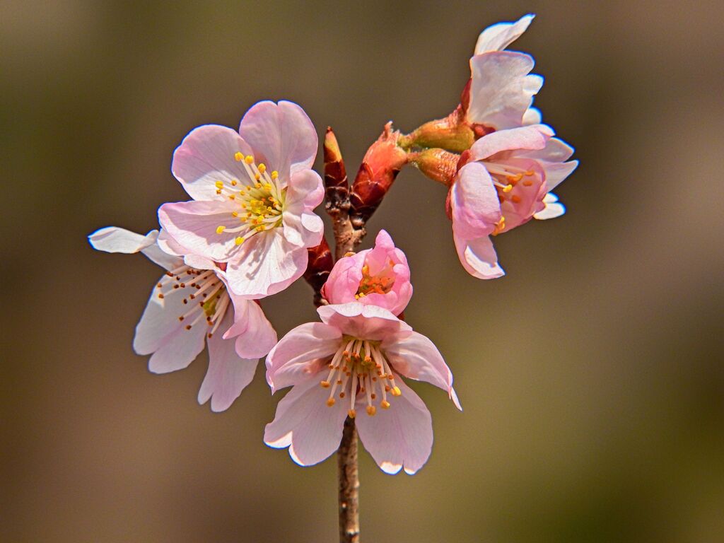 東海桜