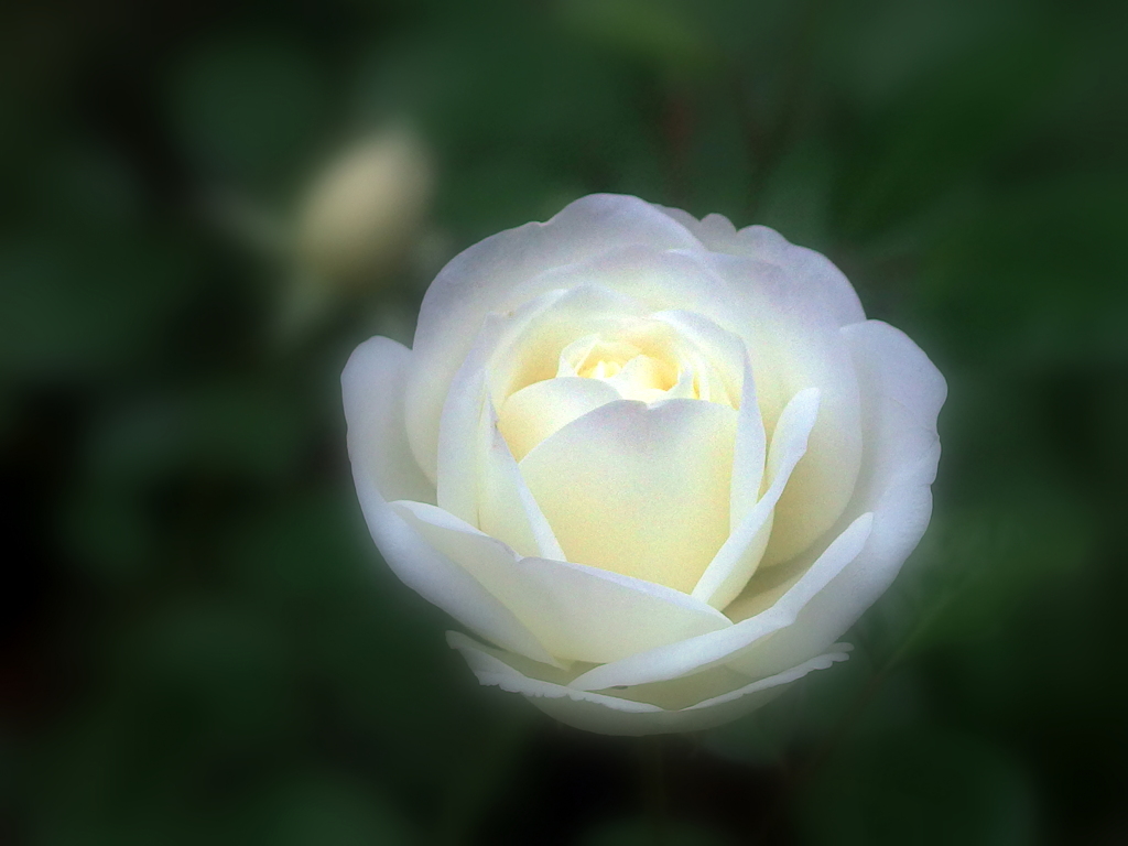 Coquette Romantica