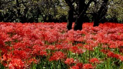 梅園の彼岸花
