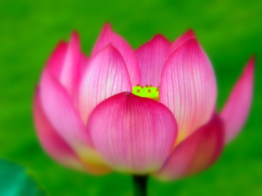 蜀光蓮