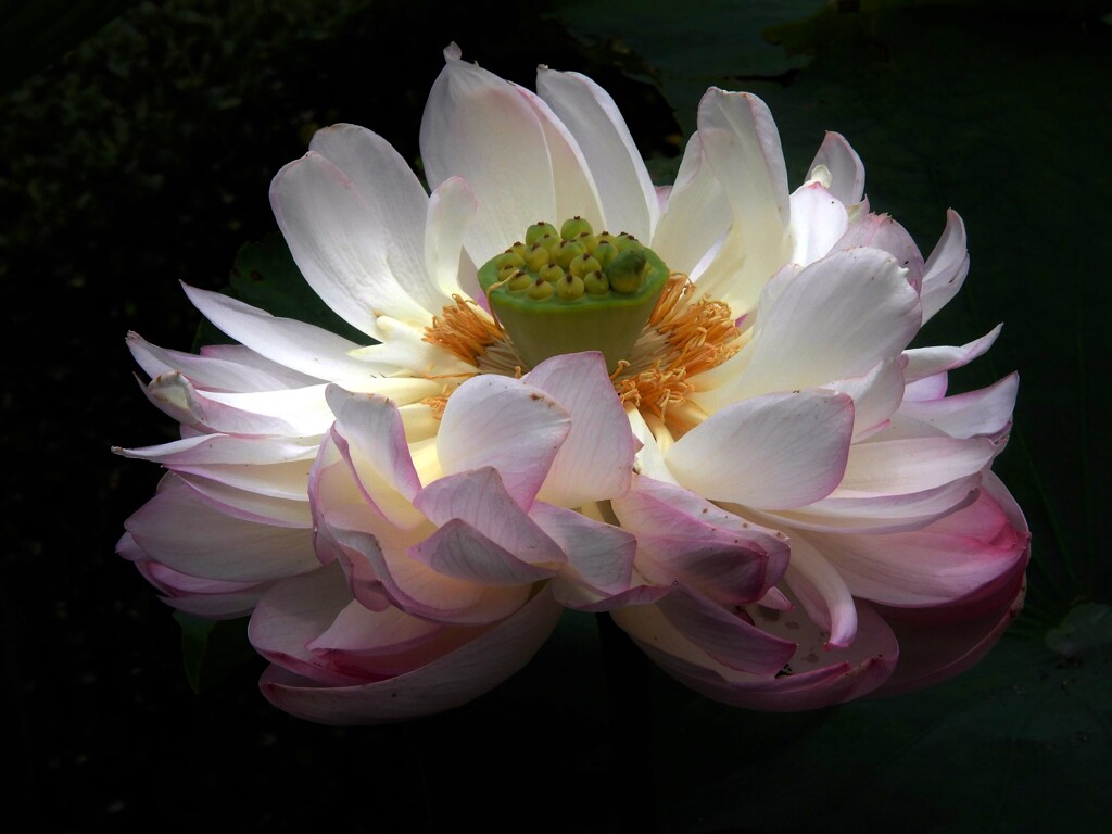 神代植物園の蓮　扮碗蓮八重