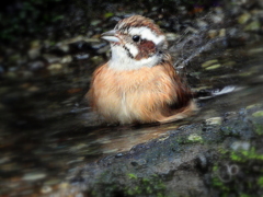 水浴び中