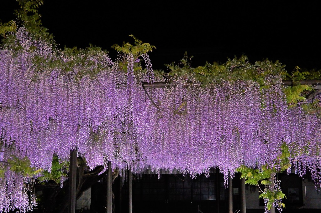 別院の藤夜景