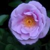 Rose Synactif