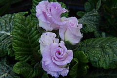 ブルーベリーのムース