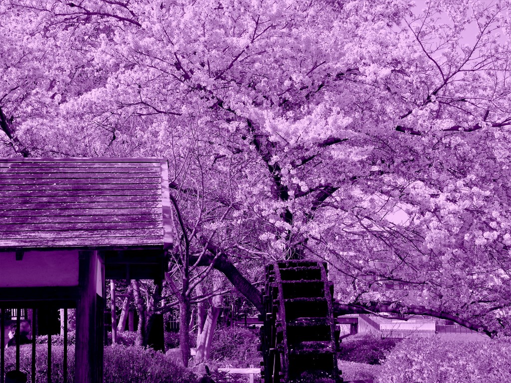 水車小屋の桜