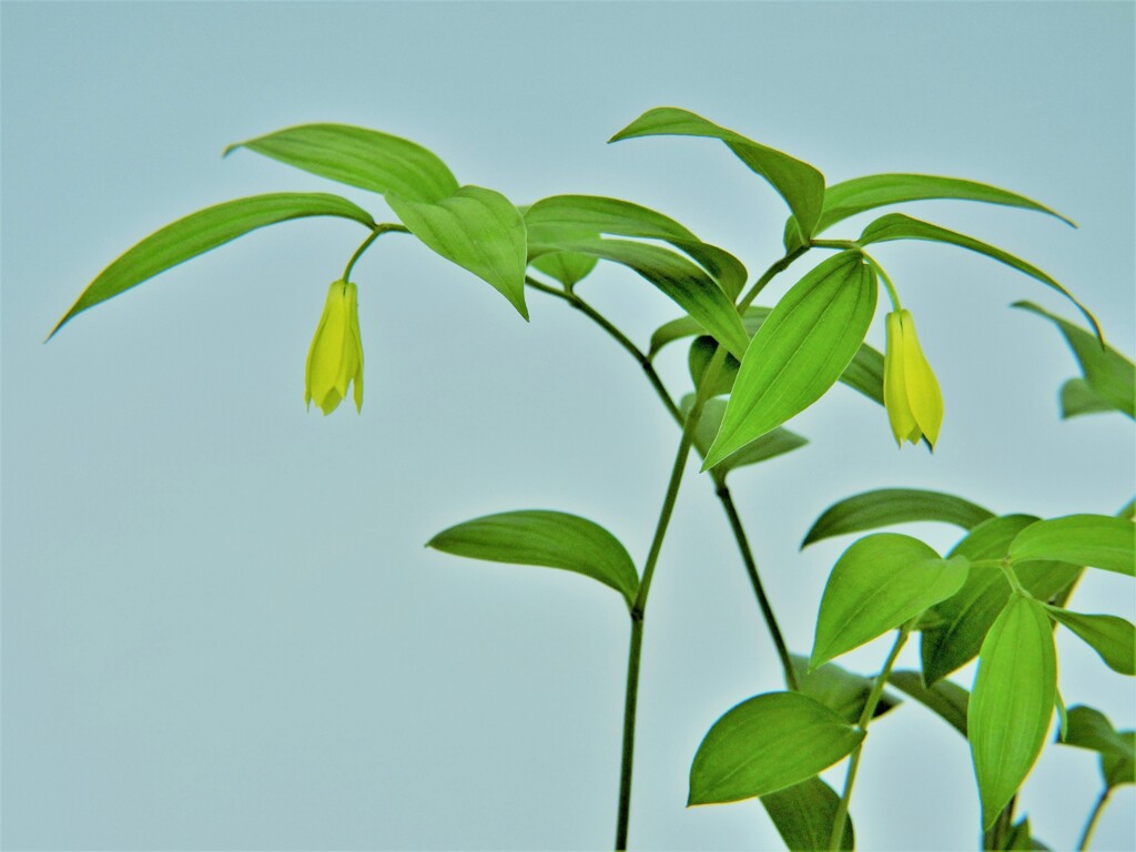 黄花稚児百合