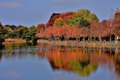浮間ヶ池の鴨と紅葉