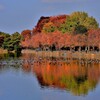 浮間ヶ池の鴨と紅葉