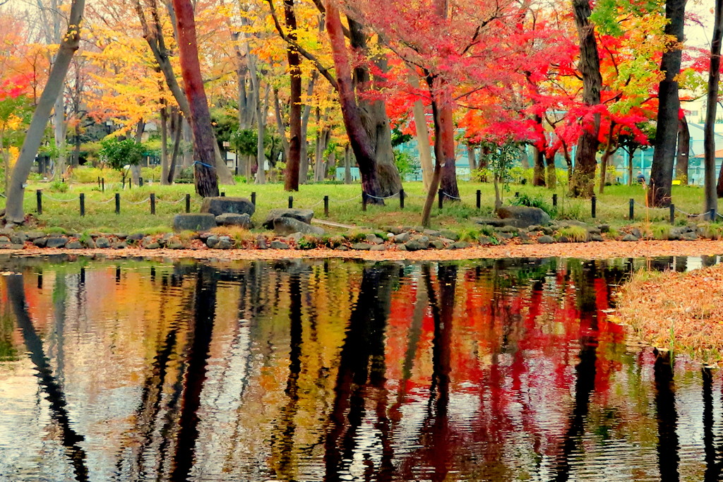 塚山公園の紅葉