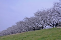 多摩川土手の桜並木