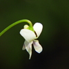 坪菫