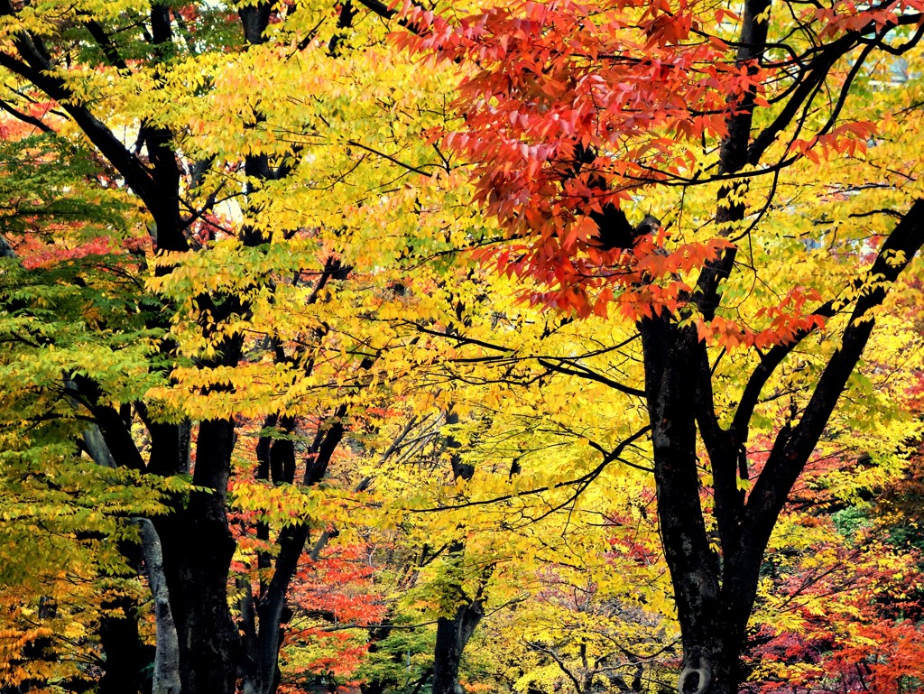 日比谷公園の紅葉