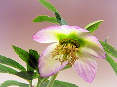 クリスマスローズ展