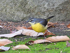 大宮の杜緑地のキセキレイ