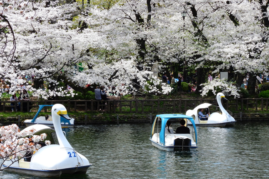 井の頭公園の桜とスワンボート