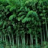 竹藪