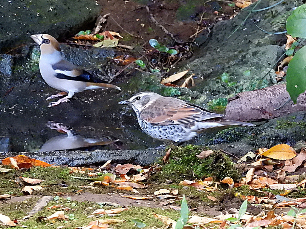 シメ♂とツグミ