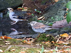 シメ♂とツグミ